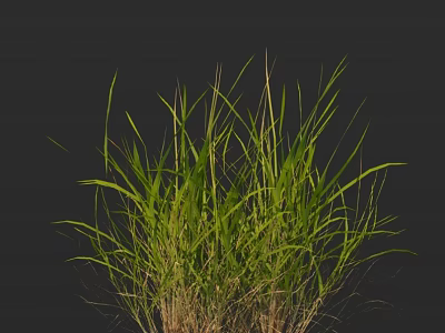 Vibrant Green Grass With Slender Leaves On Black Background Natural Fresh Plant 3d model