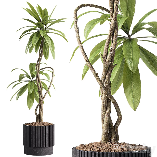 Bonsai Potted Plants With Twisted Trunks And Lush Green Leaves In Black Pots 3d model 