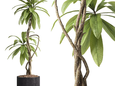 Bonsai Potted Plants With Twisted Trunks And Lush Green Leaves In Black Pots 3d model
