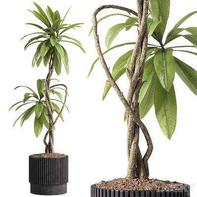 Bonsai Potted Plants With Twisted Trunks And Lush Green Leaves In Black Pots 3d model