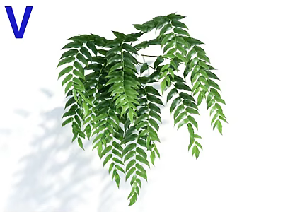 Lush Green Hanging Plant With Vibrant Trailing Leaves For Indoor Home Decoration 3d model