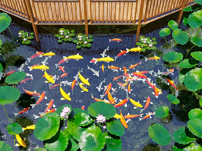 Serene Garden Water Feature With Koi Fish Floating Lotus Leaves And Flowers 3d model