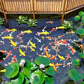 Serene Garden Water Feature With Koi Fish Floating Lotus Leaves And Flowers