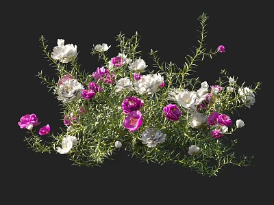 Vibrant Pink and White Flowers with Lush Green Leaves on Black Background 3d model