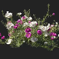 Vibrant Pink and White Flowers with Lush Green Leaves on Black Background