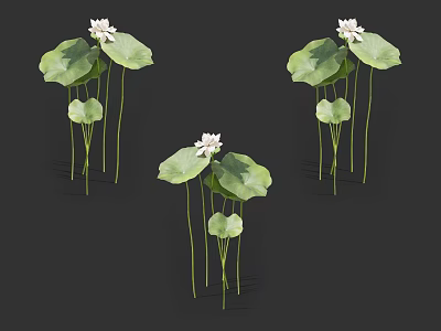Beautiful White Lotus Flowers With Green Lily Pads And Long Stems 3d model
