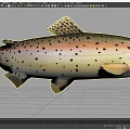 Detailed View Of Rainbow Trout With Colorful Body Black Spots And Yellow Fins