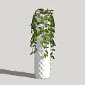 Hanging Potted Plant With Round Green Leaves In Textured White Vase