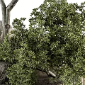 Lush Green Arbor With Branches Shrubs And Stones In Natural Setting