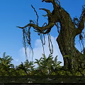 Ancient Tall Tree With Hanging Vines Surrounded By Lush Vegetation And Pond Under Blue Sky