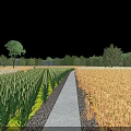 Beautiful Rural Scenery Featuring Green Golden Crops Pathway Trees and Blue Sky with White Clouds