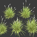 Natural Green Grass Clumps With White Spikelets On Black Background 3d model