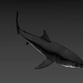 Realistic 3D Shark Model With Detailed Fin Sharp Teeth And Lifelike Features 3d model
