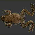 Brown Spotted Reptile in Standing Pose With Reflection on Gray Background 3d model