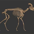 Modern Skeleton Sheep Skeleton Animal Skeleton 3d model