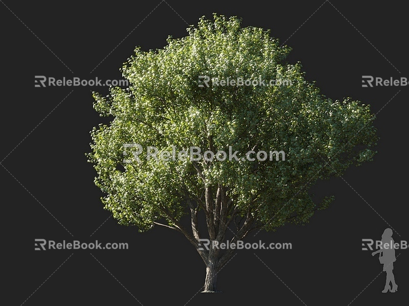 Color wood maple maple maple maple tree round head tree ornamental tree street tree mountain forest tree landscape tree courtyard tree 3d model