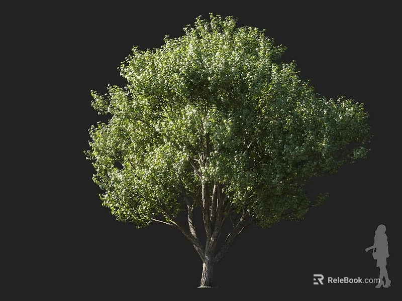 Lush Green Arbor With Full Foliage Crown And Tall Trunk Featuring Human Figure For Scale 3d model 