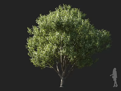 Lush Green Arbor With Full Foliage Crown And Tall Trunk Featuring Human Figure For Scale 3d model