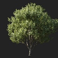 Color wood maple maple maple maple tree round head tree ornamental tree street tree mountain forest tree landscape tree courtyard tree 3d model