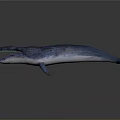Blue Gray Prehistoric Aquatic Animal With Streamlined Body And Open Mouth