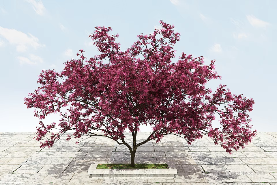 Vibrant Tree With Lush Purple-Red Flowers On Stone Pavement Under Blue Sky With White Clouds 3d model 