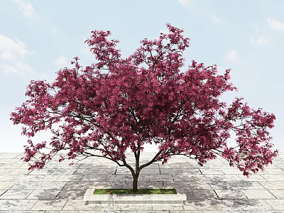 Vibrant Tree With Lush Purple-Red Flowers On Stone Pavement Under Blue Sky With White Clouds 3d model