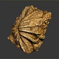 Detailed Anatomical Organ Structure With Natural Hair Texture And Features