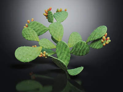 Cactus Plant With Green Flat Pads Small Spines And Colorful Fruits On Dark Background 3d model