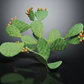 Cactus Plant With Green Flat Pads Small Spines And Colorful Fruits On Dark Background