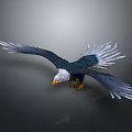 Flying Eagle With Spreading Wings Dark Green And White Feathers Yellow Beak And Talons