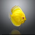 Yellow Discus Fish With Red Eyes And White Edges On Gray Background Showing Clear Reflection