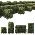 Well Trimmed Green Bushes With Various Heights And Geometric Shapes For Garden Landscape