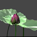 Beautiful Pink Lotus Bud With Green Stem On Black Background