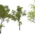 Tall Arbor with Lush Green Leaves and Person Silhouette in Natural Setting
