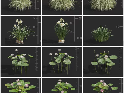 Beautiful Diverse Ornamental Flowering Plants Featuring Lotus Grass And Green Foliage 3d model