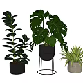 Potted Bonsai Plants with Large Leaves in Black and Gray Pots on Metal Stand