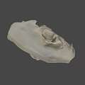 Highly Detailed Animal Skull Anatomical Model From Sure Lab Scientific Research