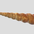 Shell 2 Clam Shell Ornament 3d model