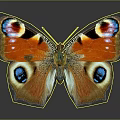 Butterfly With Orange Blue Black And White Spotted Wings On Dark Background