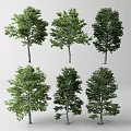 Various Arbor Tree Specimens With Lush Green Foliage And Different Trunk Shapes 3d model
