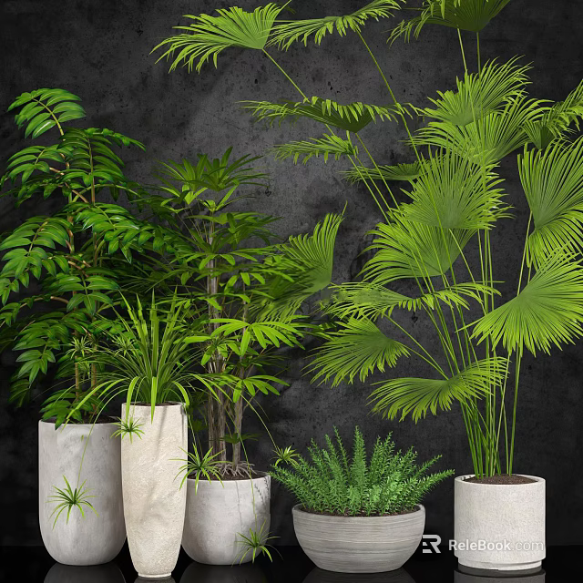 Various Tall and Short Green Potted Plants in Different Pots Against Dark Wall 3d model 