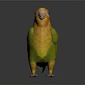 Vibrant Yellow and Green Parrot Standing on Black Surface with Reflection 3d model