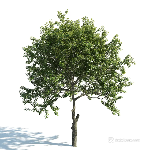 Lush Green Arbor With Dense Foliage And Straight Trunk In Natural Scene 3d model 