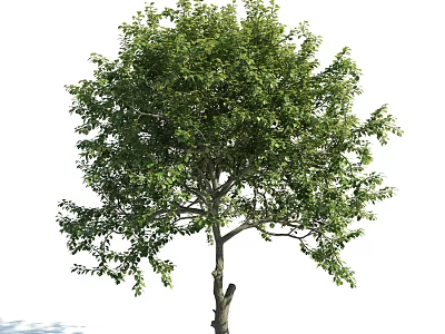 Lush Green Arbor With Dense Foliage And Straight Trunk In Natural Scene 3d model