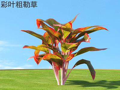 Variegated Aglaonema Plant With Colorful Red And Green Leaves On Green Lawn Under Blue Sky 3d model