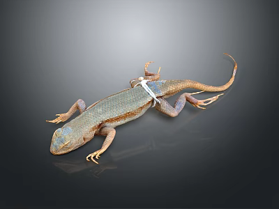 Lizard With Blue Brown Patterns And White Back Tag Against Gray Gradient Background 3d model