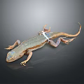 Lizard With Blue Brown Patterns And White Back Tag Against Gray Gradient Background