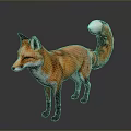 Red Fox With Orange Fur White Underbelly White Tail Tip Standing On Gray Background