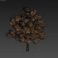 Autumn Tree With Vibrant Orange Yellow Leaves And Strong Trunk Against Dark Background