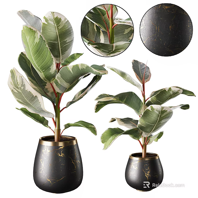 Bonsai Potted Plants With Green White Variegated Leaves Red Stems And Black Gold Accent Pots 3d model 